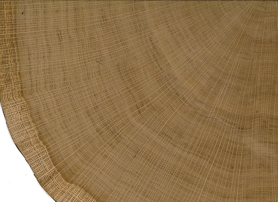 Close-up of oak end grain showing curved growth rings crossed by fine rays radiating from the center