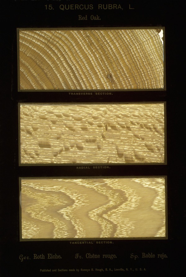 Specimen plate labeled Quercus rubra, red oak, holding three real paper-thin wood sections: transverse with rays and ring pores, radial, and tangential